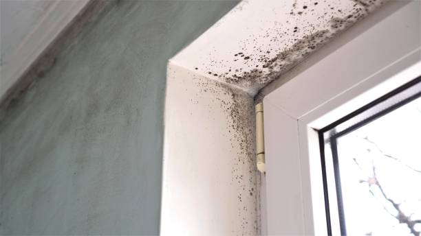 Best Attic Mold Removal  in Leonia, NJ