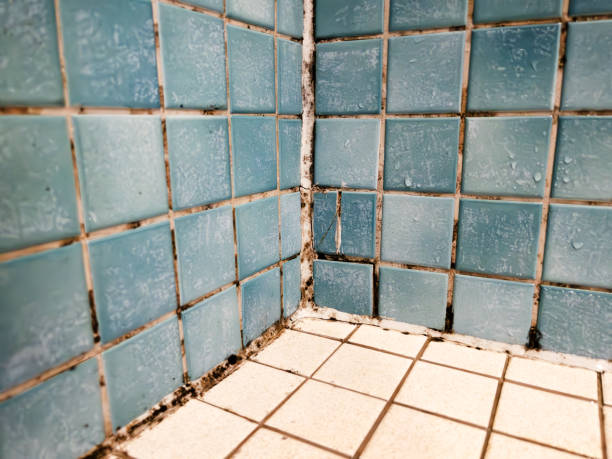 Best Real Estate Mold Inspection  in Leonia, NJ