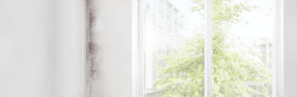 Best Biohazard Mold Removal  in Leonia, NJ