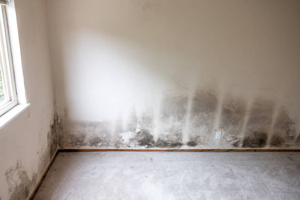 Mold Documentation for Insurance Claims in Leonia, NJ