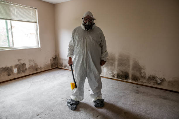 Trusted Leonia, NJ Mold Removal Experts