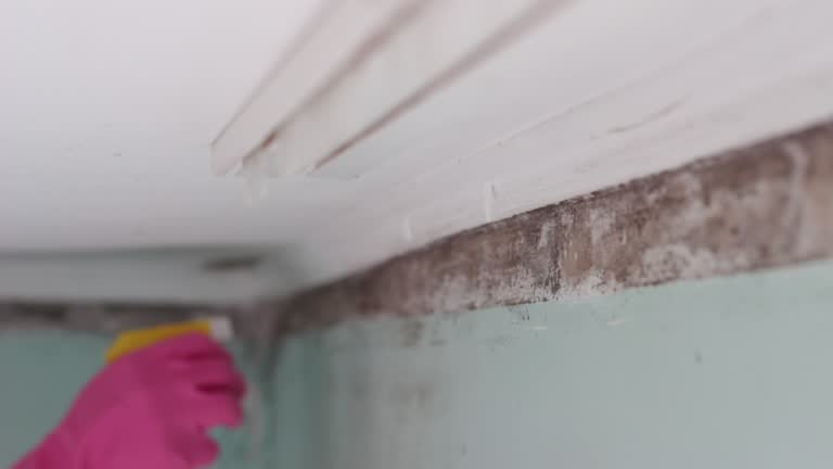 Best Residential Mold Inspection & Testing  in Leonia, NJ